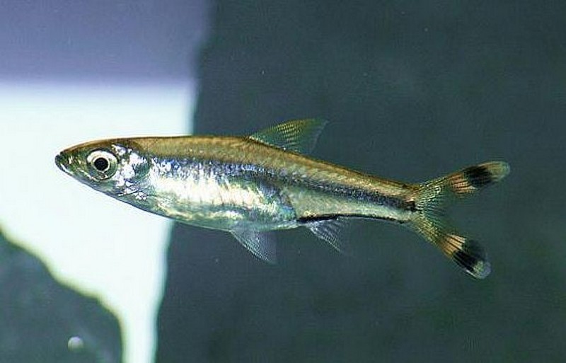 rasbora