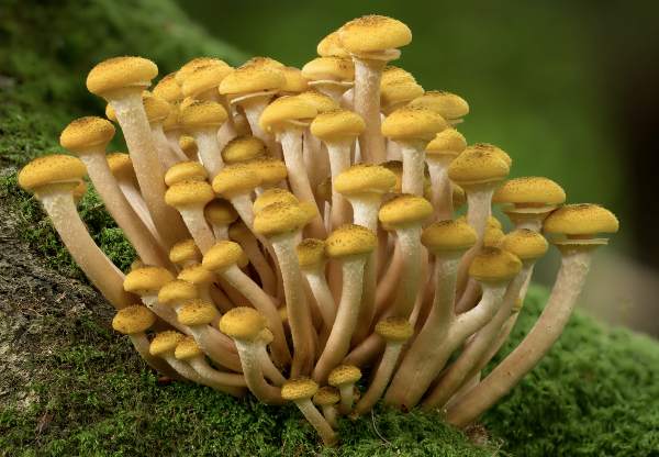 Armillaria mellea4