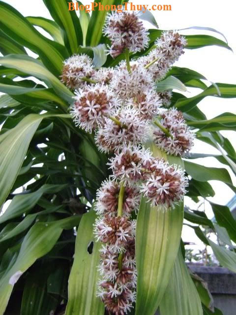 CAYPHATTAI