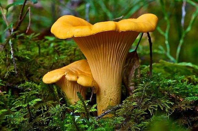 Cantharellus