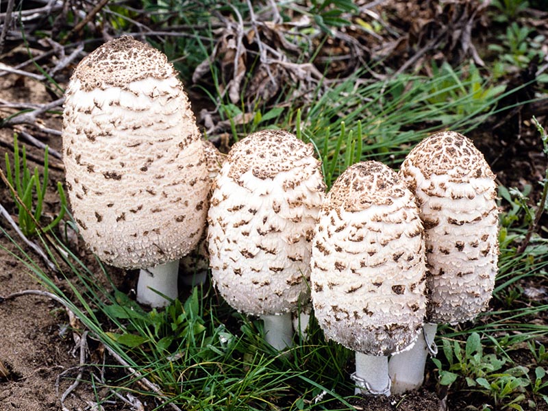 Coprinus comatus fs 07