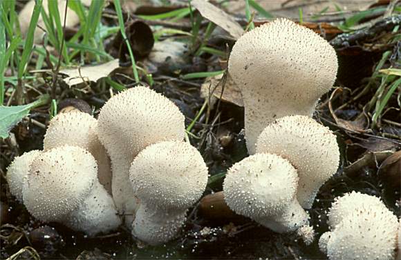 Lycoperdon