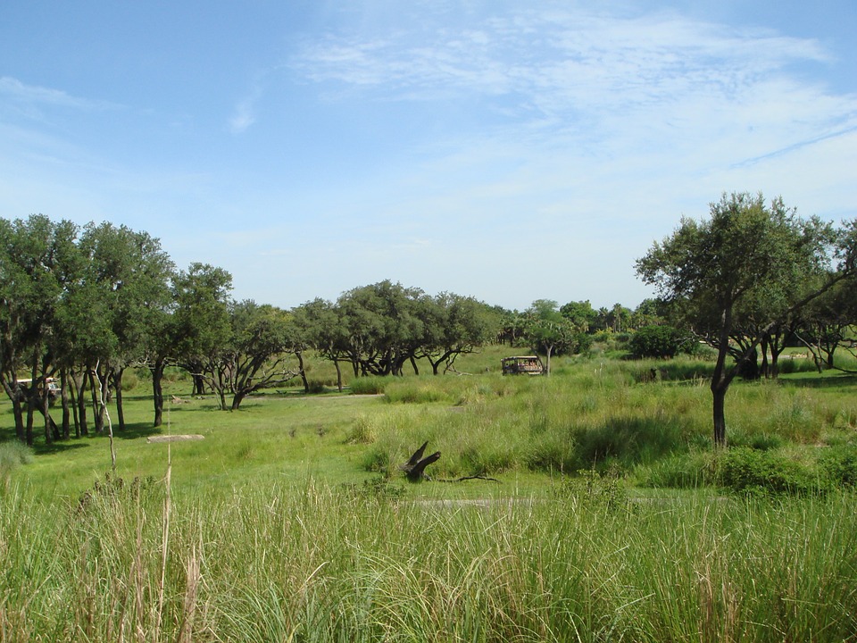 caycothiennhien