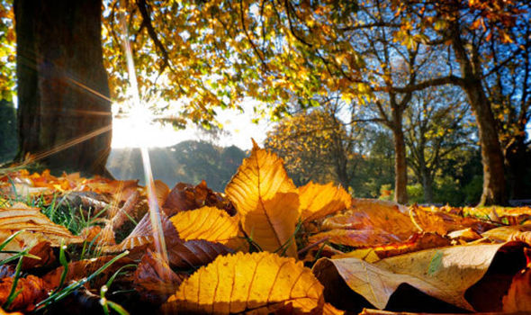 leaves autumn sun 615365