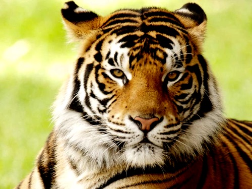 hum 1 bengal