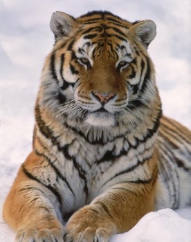 hum 3 siberian