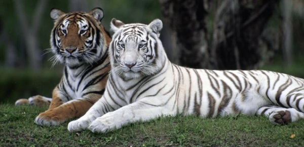 hum 4 bengal tiger and white
