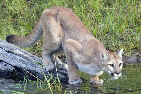hum 8 cougar
