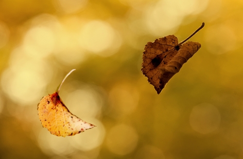 falling leaves