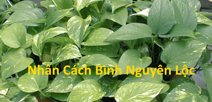Van Nien Thanh