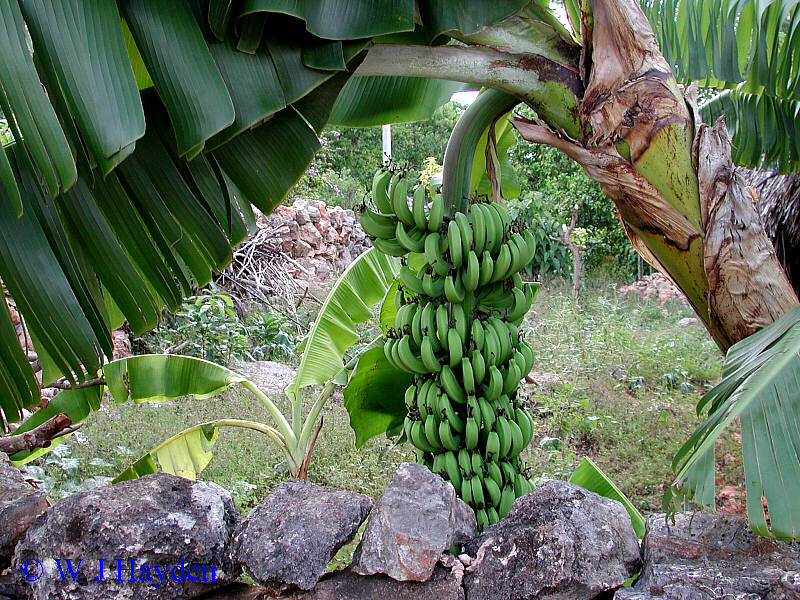 musa X paradisiaca YAXACHEN 01s