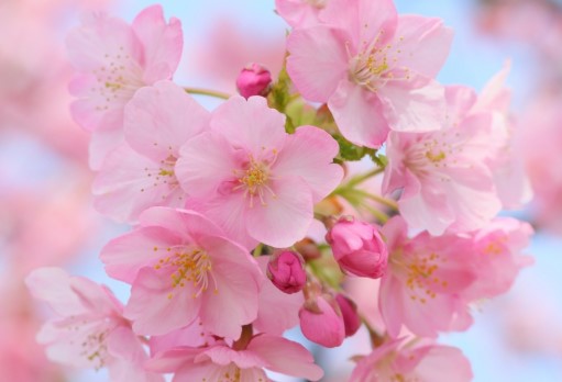 sakura
