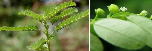 thaomoctrithan cochode