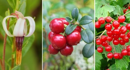 thaomoctrithan cranberry