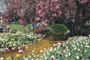 tulip festival