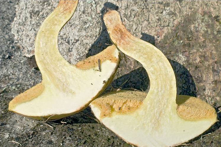 Suillus bovinus 187483
