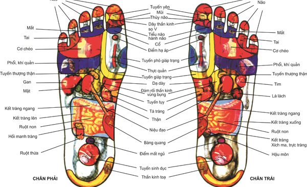 ban do cac huyet o chan 600x366