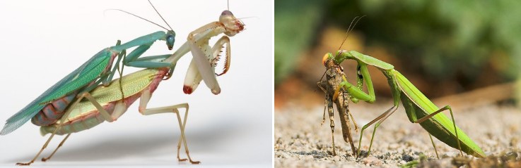 bongua