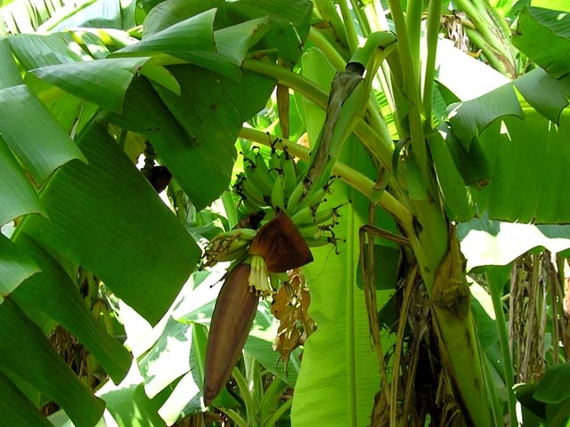 buichuoi