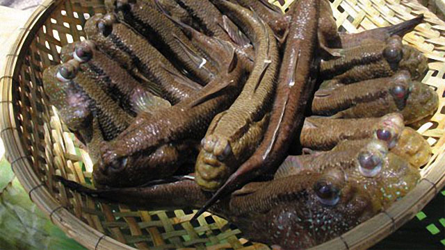 ca thoi loi