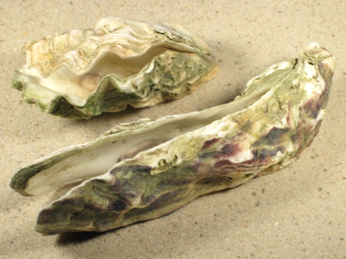 crassostrea gigas nl 2 500