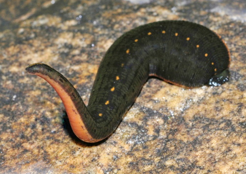 mahoang 1