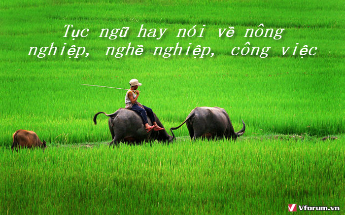 tuc ngu hay noi ve nong nghiep nghe nghiep cong viec