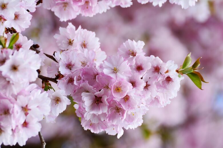 cherry blossoms Pixabay 780x520